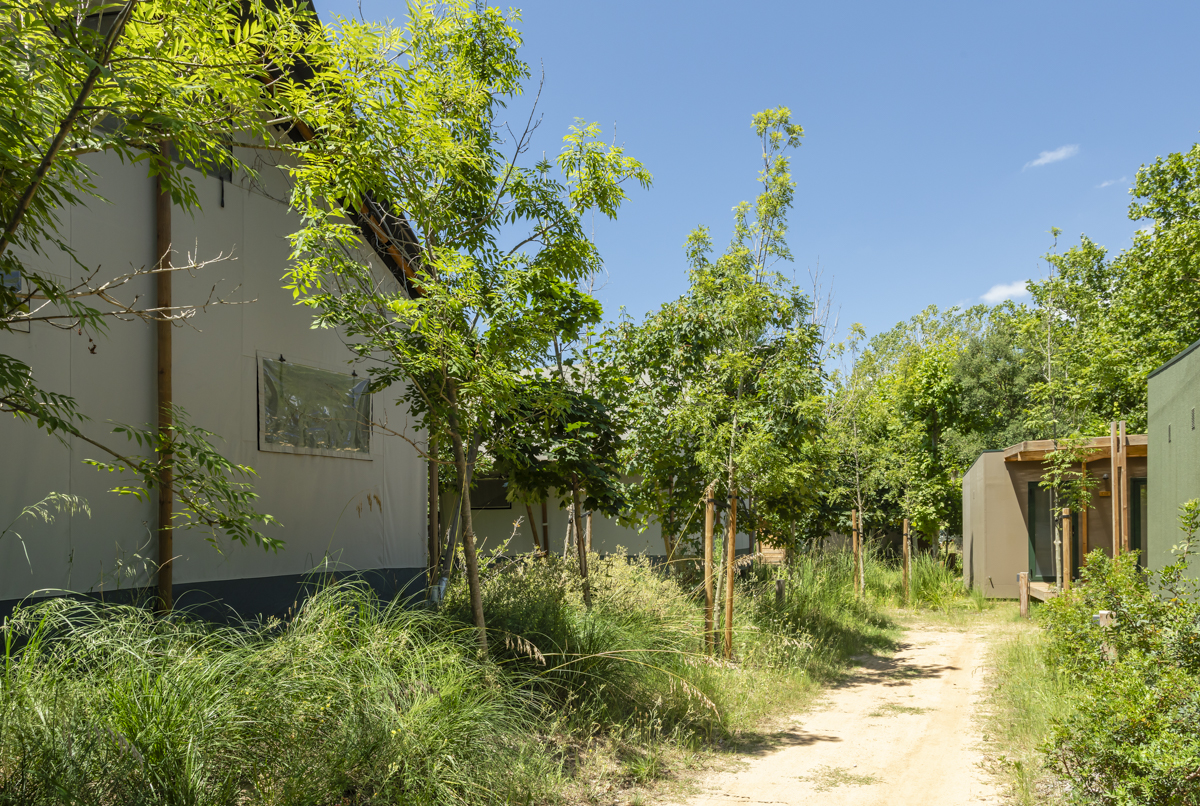 Zona de pinos y sureras