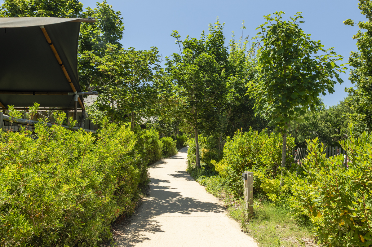 Sotobosque mediterráneo