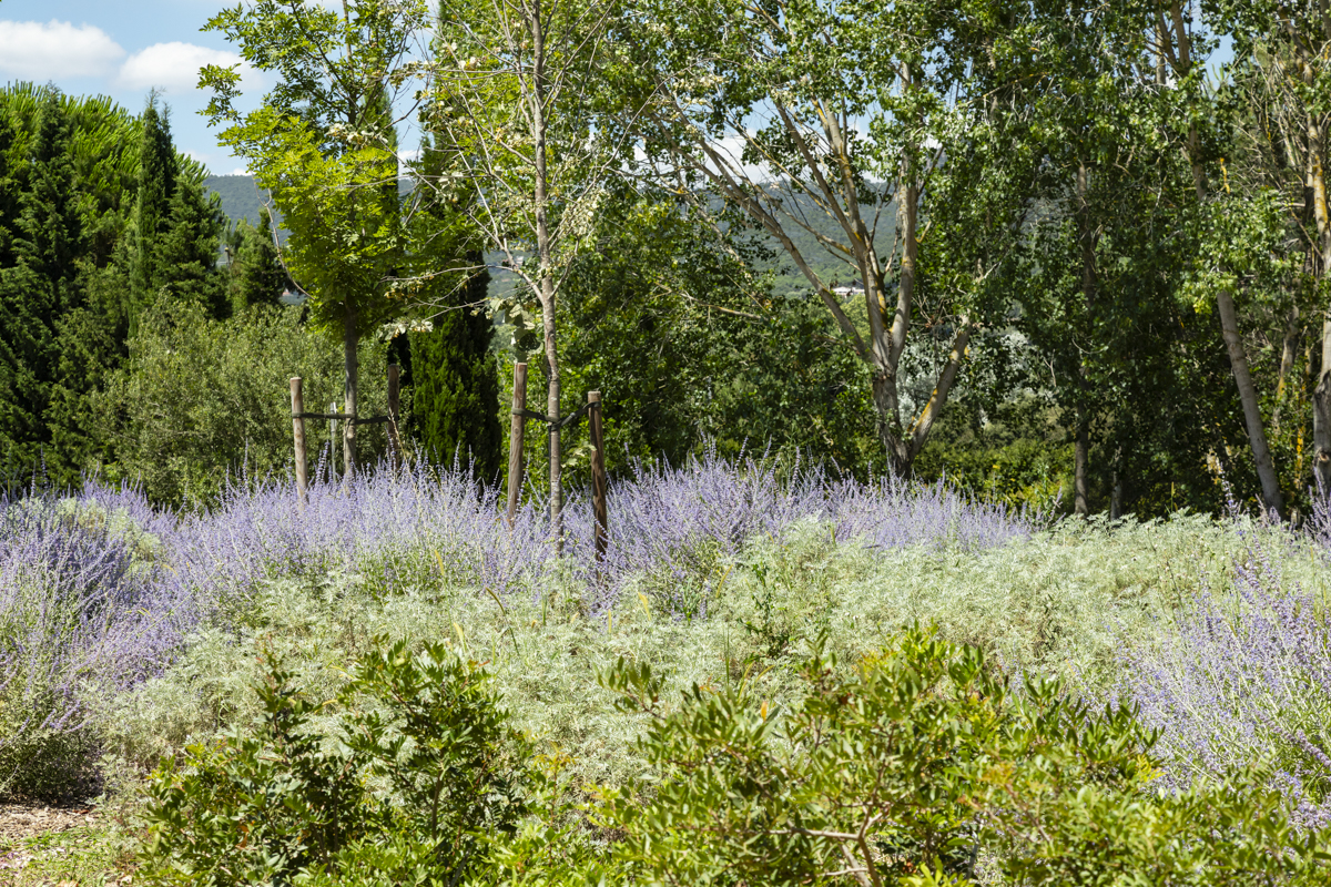 Plantaciones autóctonas