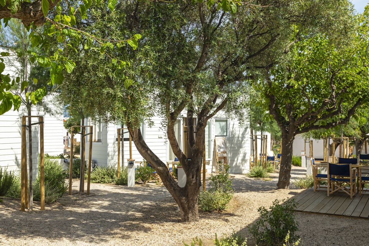 Lavandas y salvias